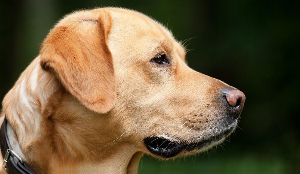 Accès des chiens guides sur le lieu de travail