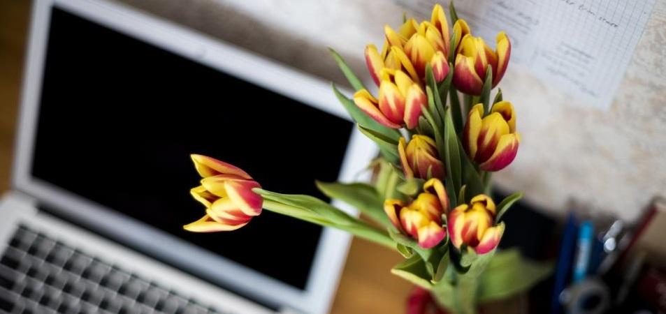 Les bienfaits des plantes au bureau en entreprise