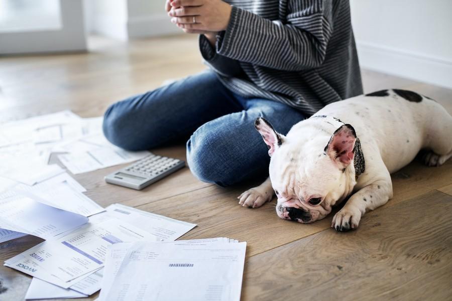 Le télétravail avec un animal de compagnie